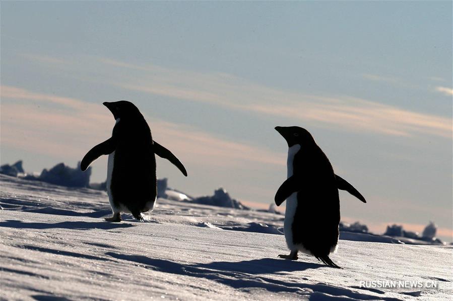 На фото, сделанных с китайского научно-исследовательского судна "Сюэлун", -- пингвины в Антарктиде. "Сюэлун" в настоящее время направляется к антарктической станции "Чжуншань". До пункта назначения осталось 44 км. 