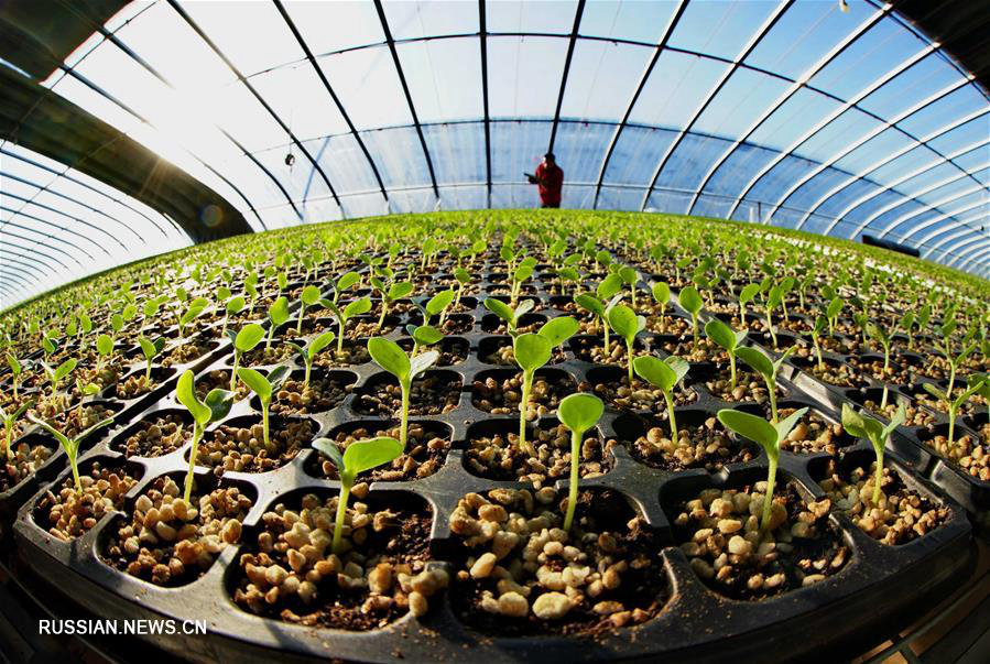Выращивание овощей в уезде Лаотин приносит благосостояние местным фермерам