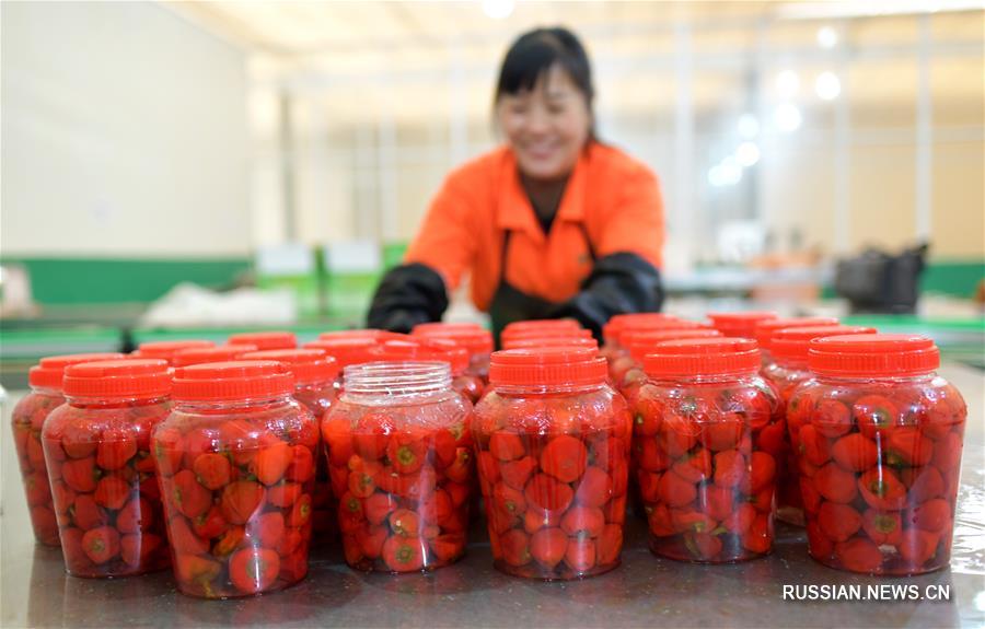 С приближением праздника Весны, или Нового года по лунному календарю, в городском округе Цзуньи провинции Гуйчжоу /Юго-Западный Китай/ начинают пользоваться невероятным спросом всевозможные продукты из острого перца. 