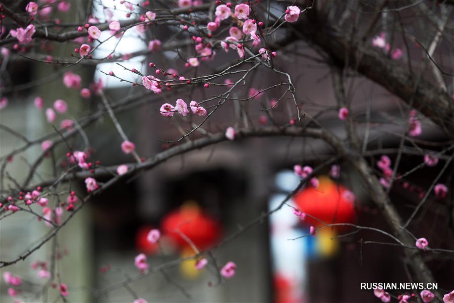 В преддверии Нового года по лунному календарю на улицах древнего поселка Чжошуй в районе Цяньцзян Чунцина /Юго-Западный Китай/ начали вывешивать гирлянды из китайских фонарей, которые создают радостную атмосферу приближающегося праздника. 