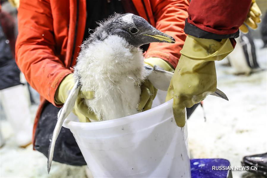 Пингвиний "детский сад" в даляньском океанариуме