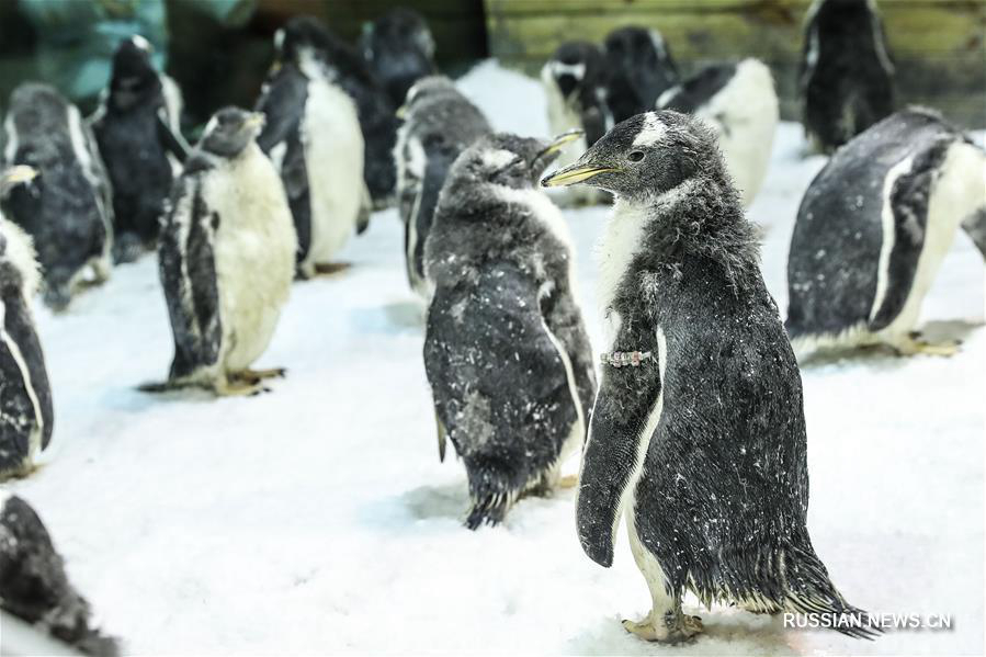 Пингвиний "детский сад" в даляньском океанариуме