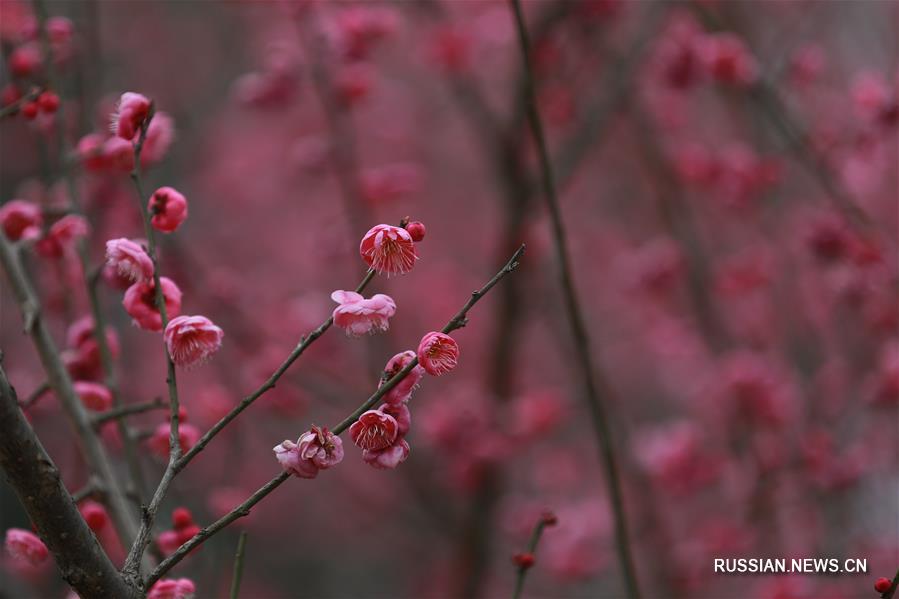 В первый день сезона "дахань", или "большие холода", по китайскому сельскохозяйственному календарю цветущие сливовые деревья напоминают о скором приходе весны. 