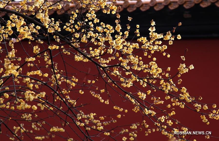 В первый день сезона "дахань", или "большие холода", по китайскому сельскохозяйственному календарю цветущие сливовые деревья напоминают о скором приходе весны. 