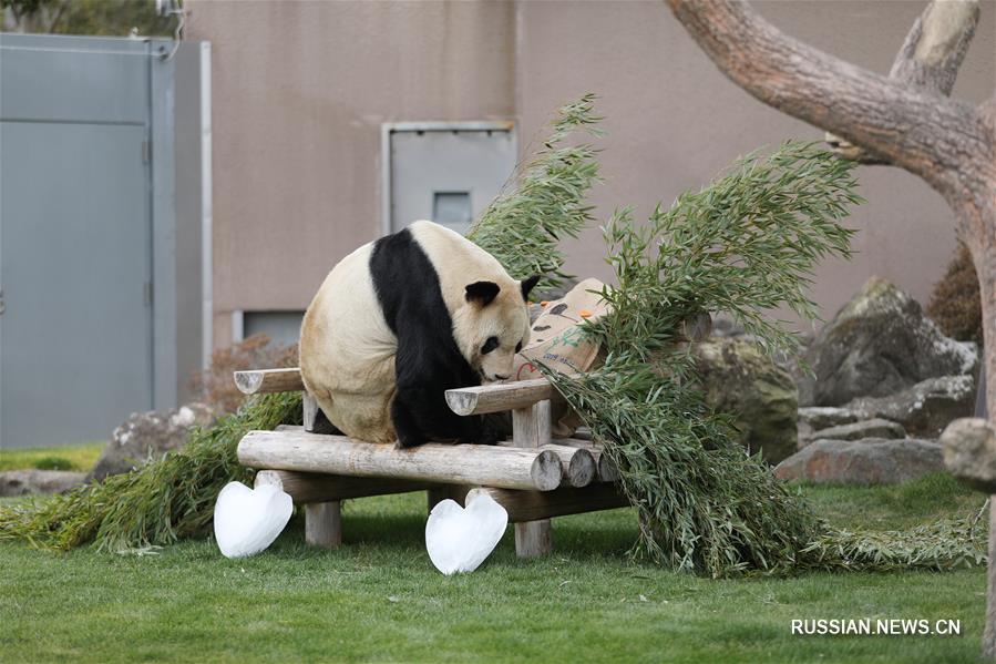 26-летний самец большой панды по кличке Юнмин /по-японски -- Эймэй /, живущий в парке дикой природы в префектуре Вакаяма в Японии, получил сегодня особенный подарок на День всех влюбленных -- свежие листья бамбука, холщовую подушку с надписью "Самый любимый Юнмин" и льдинки в форме сердца. 
