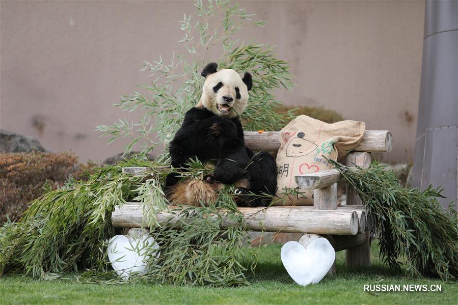 26-летний самец большой панды по кличке Юнмин /по-японски -- Эймэй /, живущий в парке дикой природы в префектуре Вакаяма в Японии, получил сегодня особенный подарок на День всех влюбленных -- свежие листья бамбука, холщовую подушку с надписью "Самый любимый Юнмин" и льдинки в форме сердца. 
