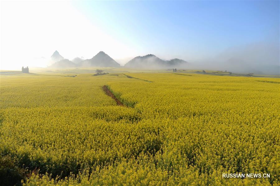 Рапсовые поля в провинции Юньнань
