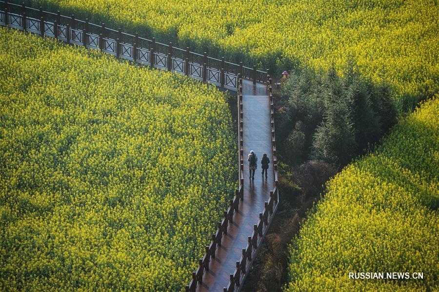 Рапсовые поля в провинции Юньнань