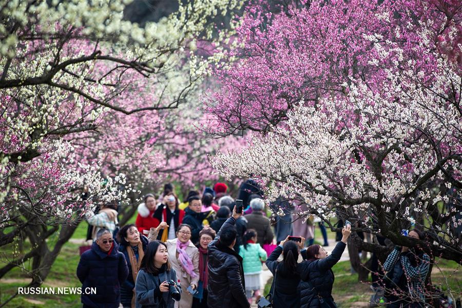 В городе Нанкин, административном центре провинции Цзянсу на востоке Китая, установилась теплая погода. Жители города выезжают на природу полюбоваться цветами. 