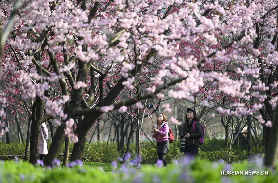 У озера Дунху в Ухане, административном центре провинции Хубэй /Центральный Китай/, пышно цветут вишневые деревья. 