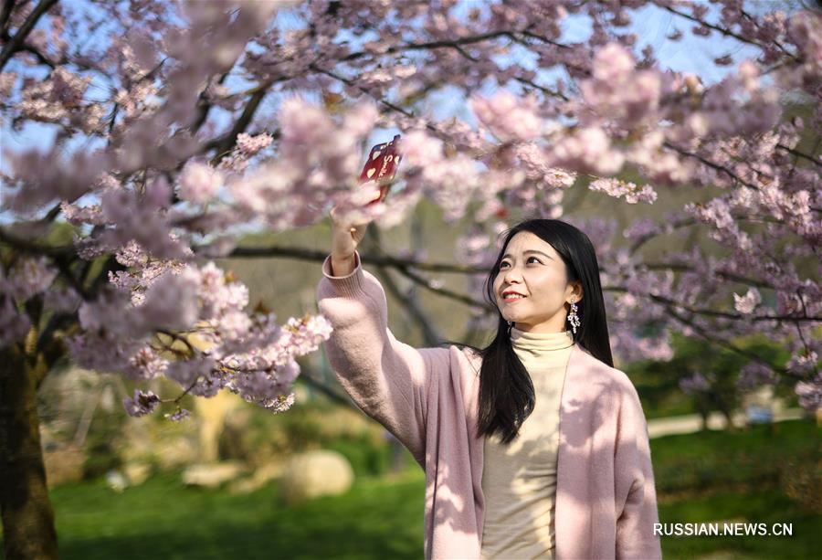 У озера Дунху в Ухане, административном центре провинции Хубэй /Центральный Китай/, пышно цветут вишневые деревья. 
