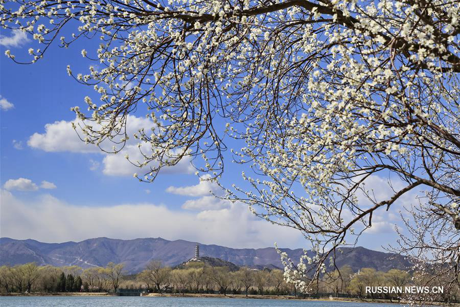 Весенние цветы над озером Куньминху