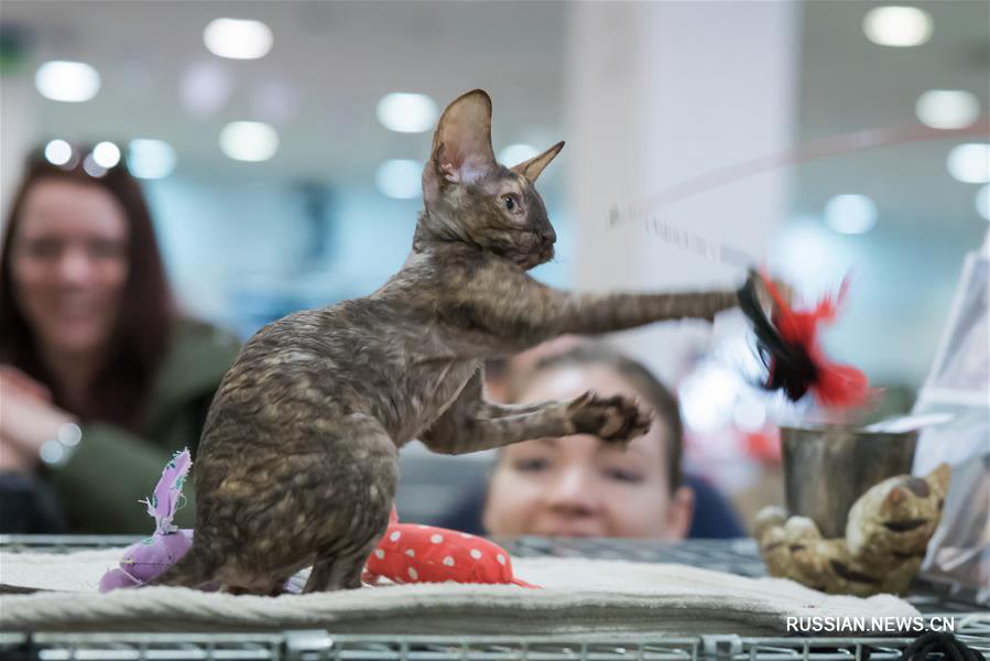 В Венгрии состоялась международная выставка кошек 