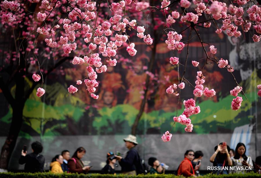Цветение сакуры в Куньмине