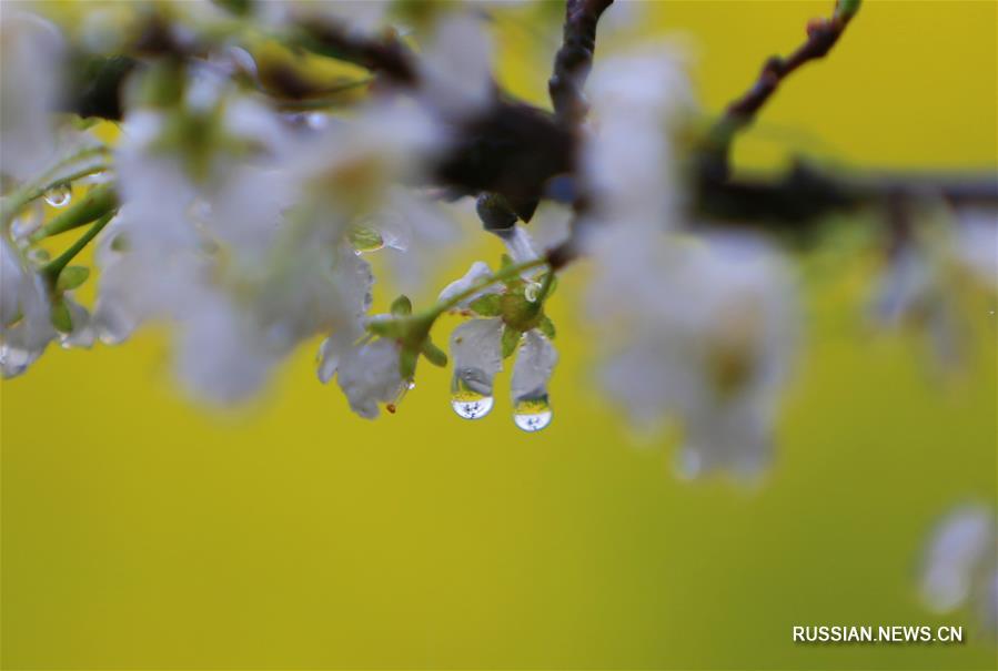 Цветы под весенним дождем
