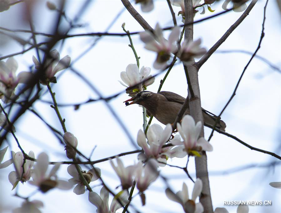 Птицы и цветы в весеннем Шанхае 