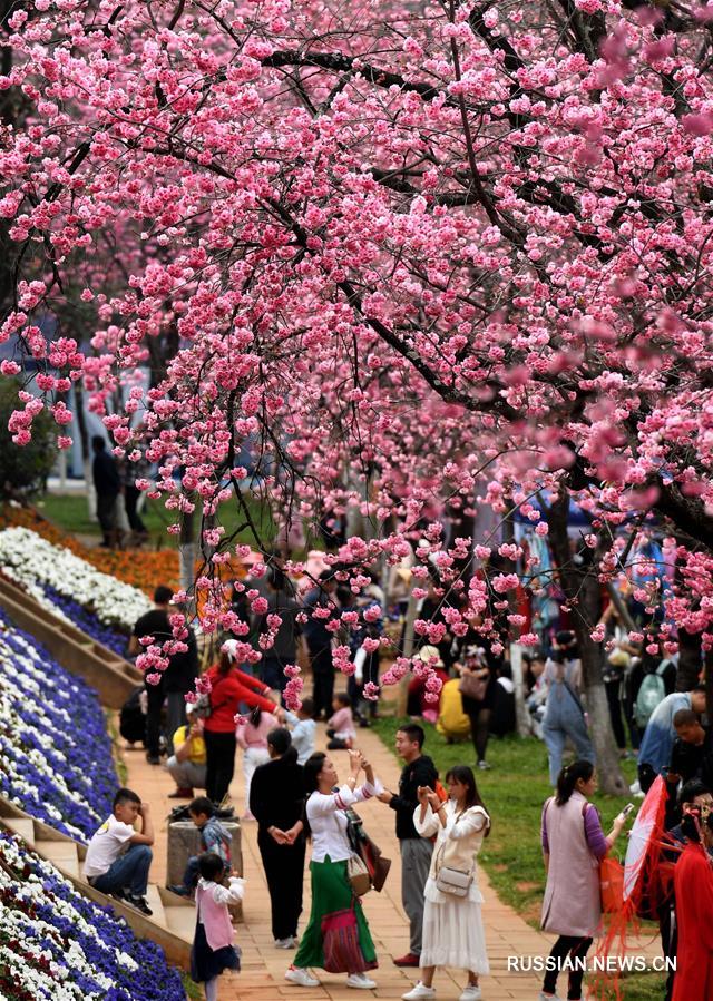 Цветение сакуры в Куньмине