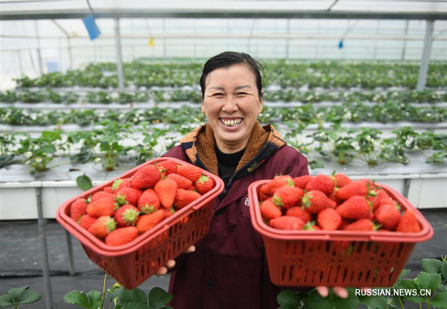 "Золотая ягода" -- Выращивание клубники приносит дополнительный доход фермерам из города Цзюйжун