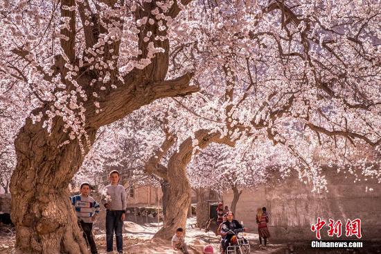 Десять мест для любования цветами в Китае этой весной