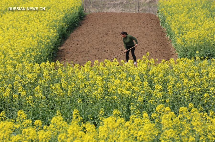 Радости весенних сельскохозяйственных работ в Китае