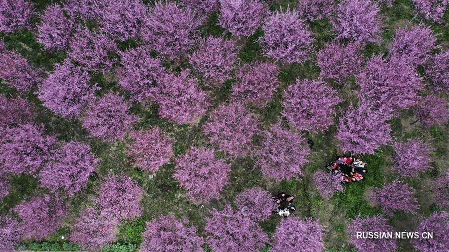 Ароматы весны в провинции Шэньси 