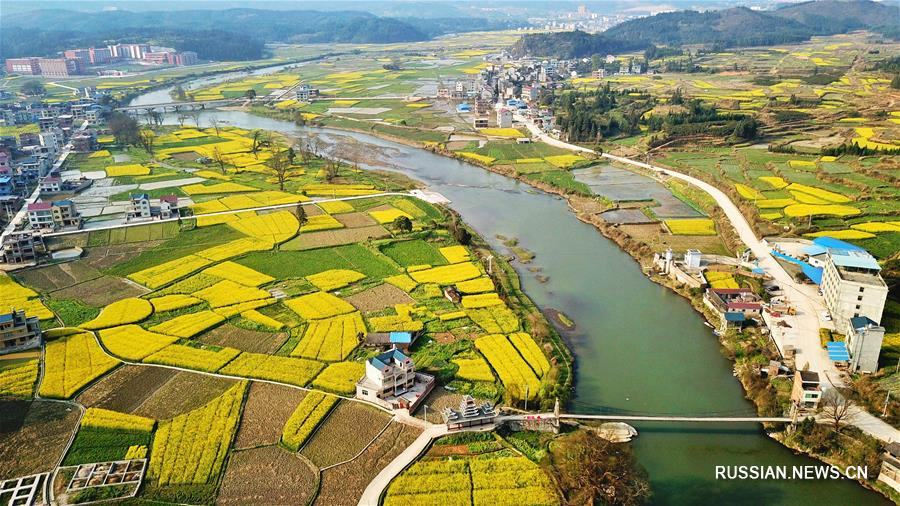 Золотой ковер цветущего рапса на Юньнань-Гуйчжоуском нагорье 