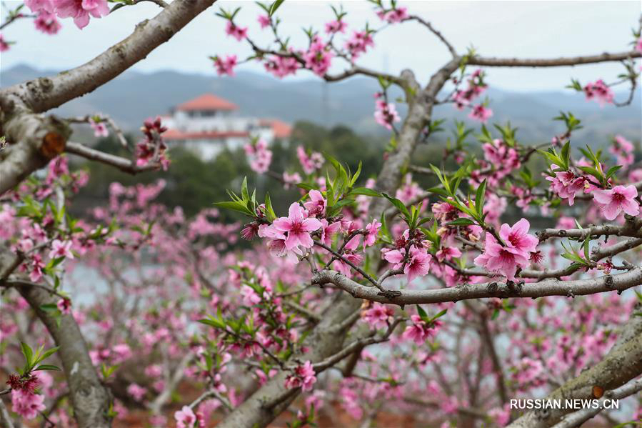 Море розовых цветов в провинции Сычуань 