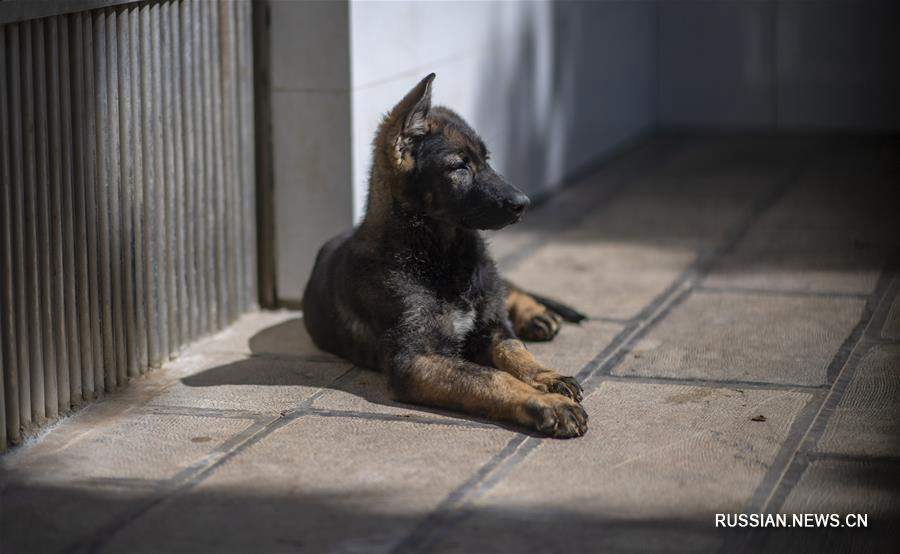 Первая клонированная полицейская собака Китая 