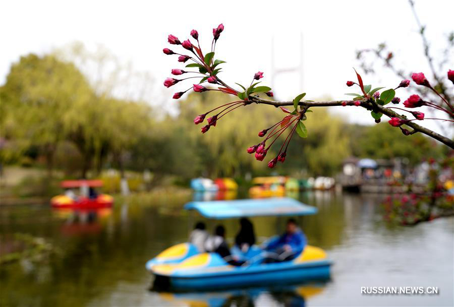 Весенние цветы в Шанхае 