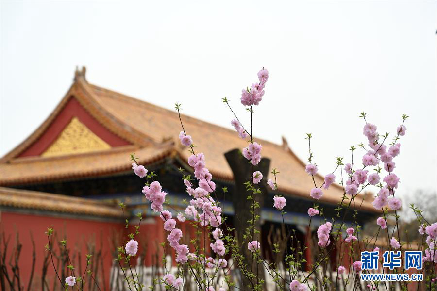 Весенние цветы в музее Гугун