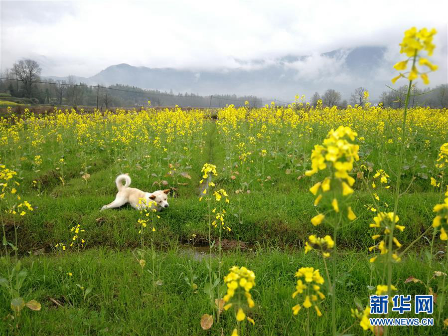  Живописные рапсовые поля в провинции Аньхой