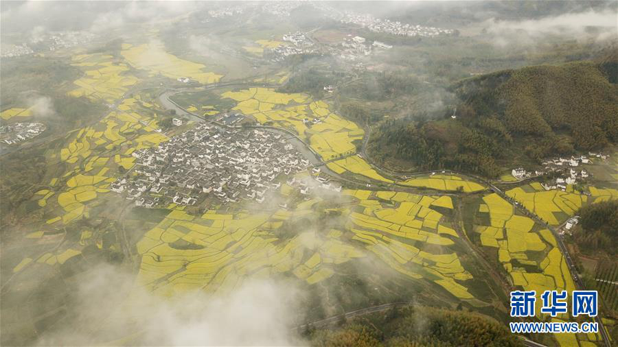  Живописные рапсовые поля в провинции Аньхой
