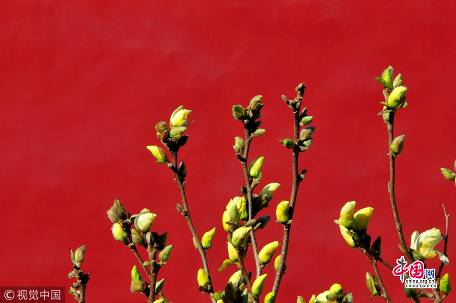 Весенние цветы на фоне красной стены музея Гугун