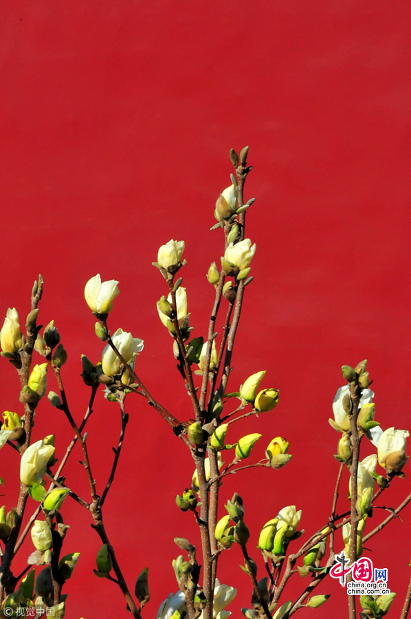 Весенние цветы на фоне красной стены музея Гугун