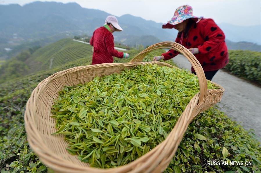 В Китае собирают "доцинминские" чаи