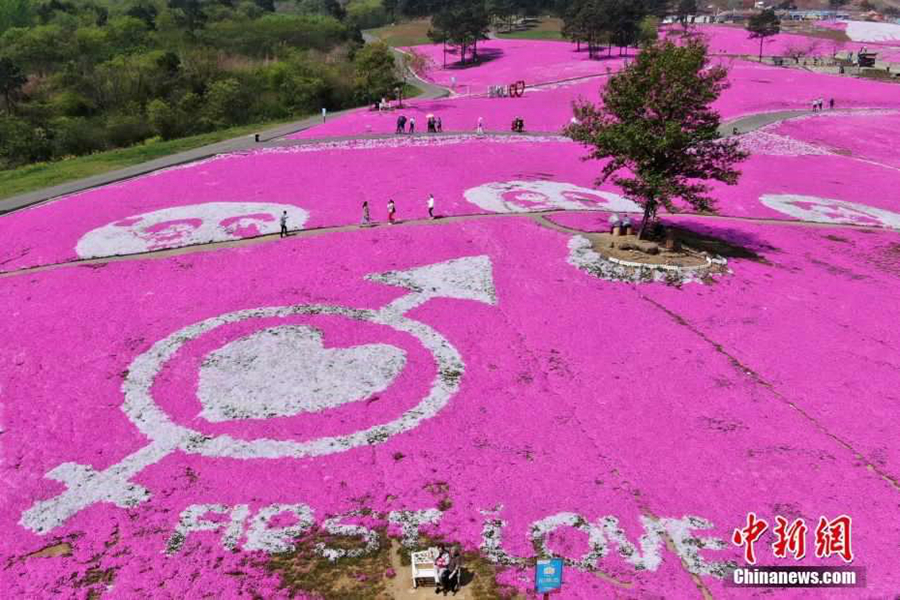 Романтичный розовый ковёр на поле провинции Цзянсу