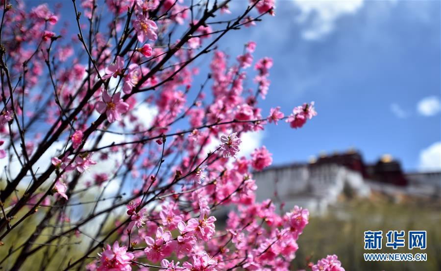 Весенние цветы украшают дворец Потала