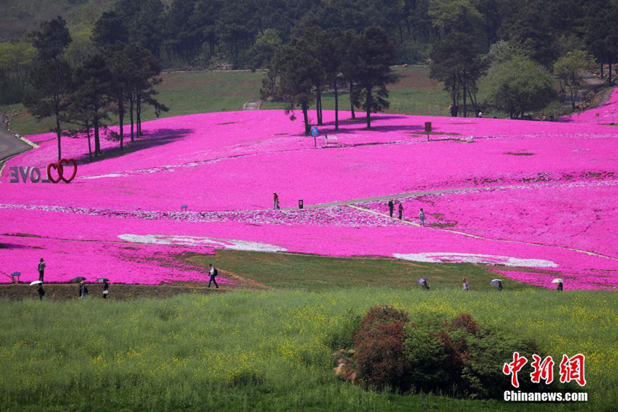 Романтичный розовый ковёр на поле провинции Цзянсу