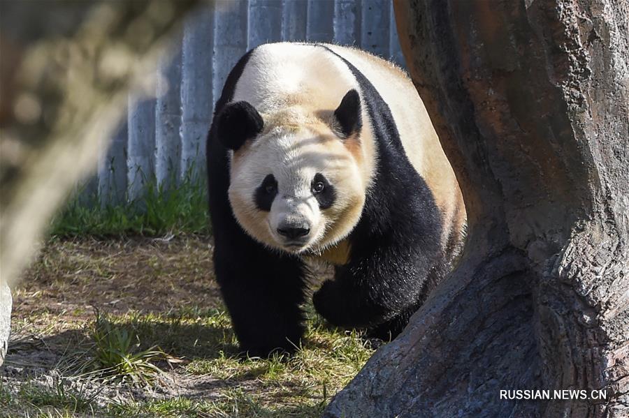 В зоопарке Копенгагена открылся павильон панд