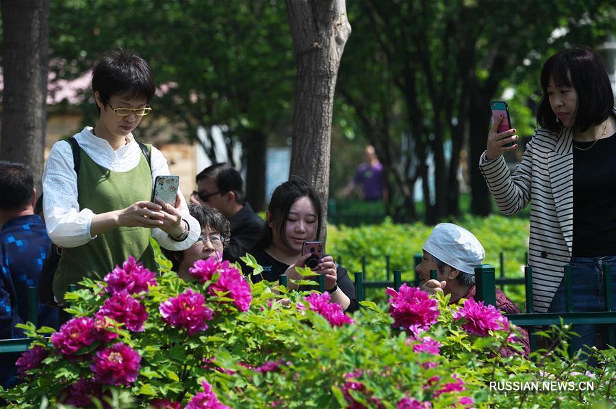 Цветущие пионы в провинции Хэбэй
