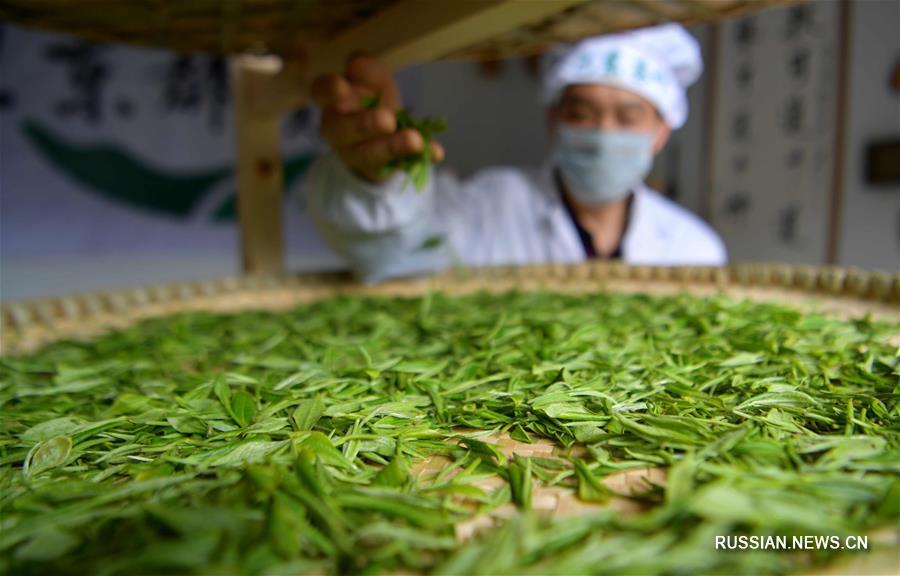 Благодаря благоприятным природным условиям уезд Бадун в Эньши-Туцзя-Мяоском автономном округе /провинция Хубэй, Центральный Китай/ имеет давнюю историю выращивания чая. 