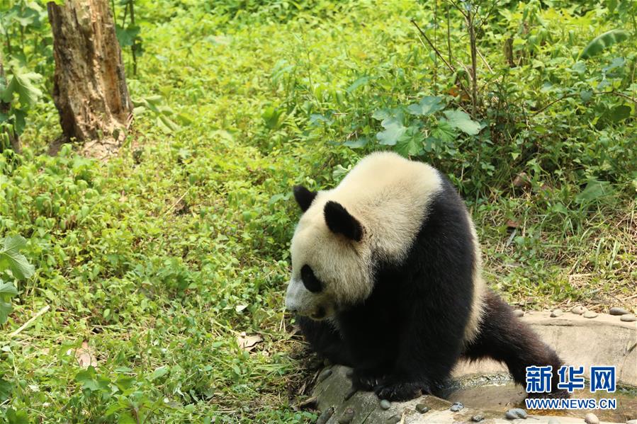Большие панды отправляются в Россию