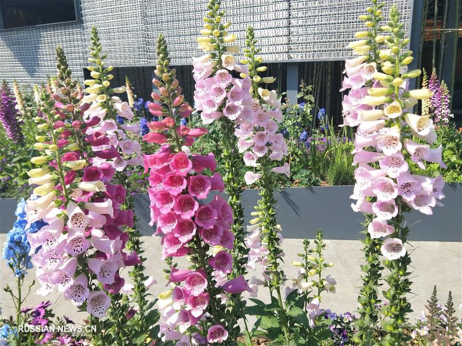 На фото -- цветочные и растительные композиции на Всемирной выставке садово-паркового искусства-2019 в Пекине. 