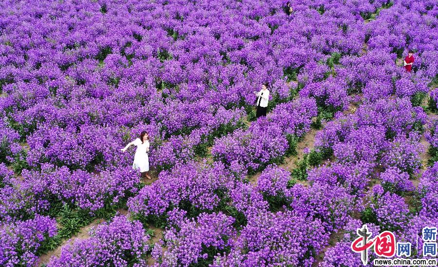 Аньхой: Привлекательное море цветов в Бочжоу
