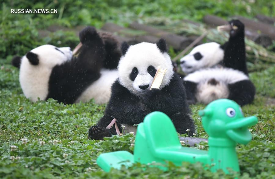 На базе Шэньшупин Китайского центра по защите и изучению больших панд в природном заповеднике Волун /провинция Сычуань, Юго-Западный Китай/ создан "детский сад" для больших панд.