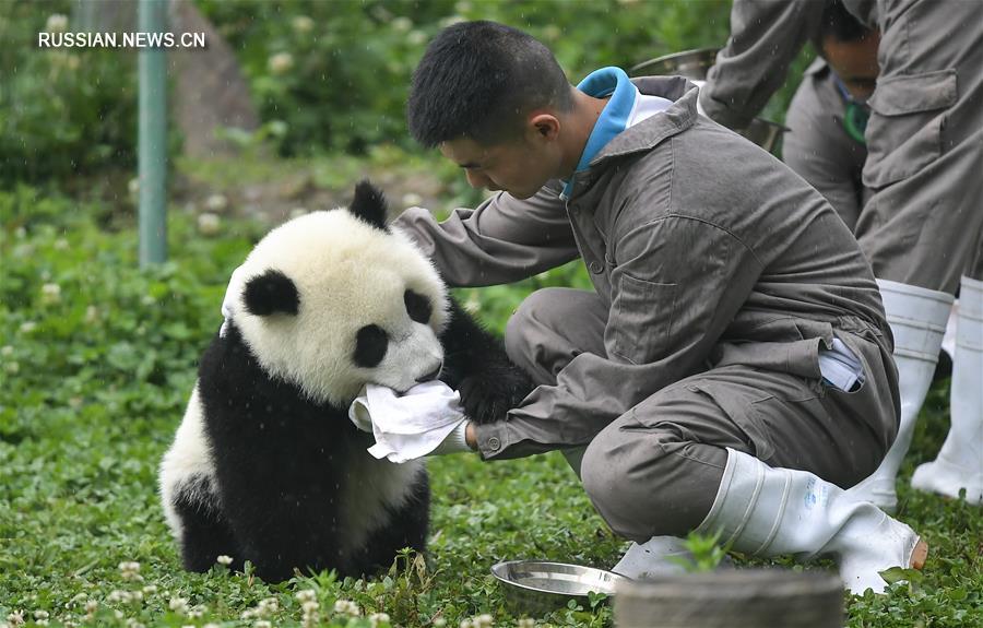 На базе Шэньшупин Китайского центра по защите и изучению больших панд в природном заповеднике Волун /провинция Сычуань, Юго-Западный Китай/ создан "детский сад" для больших панд.