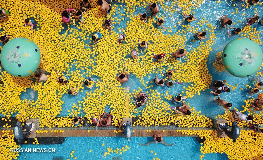 Множество желтых резиновых уточек "слетелось" в аквапарк Chimelong в городе Гуанчжоу провинции Гуандун /Южный Китай/, чтобы повеселить посетителей.