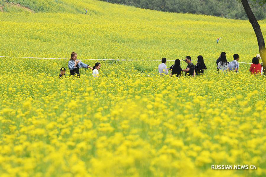 Цветущий рапс в провинции Шаньси 