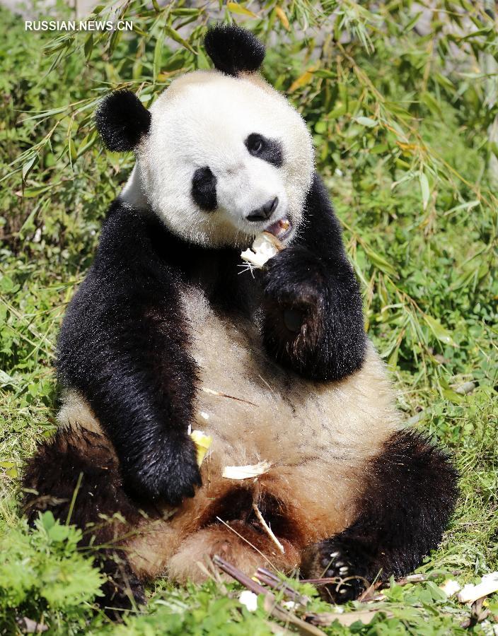 Старшая из единственных в мире панд-тройняшек успешно спарилась