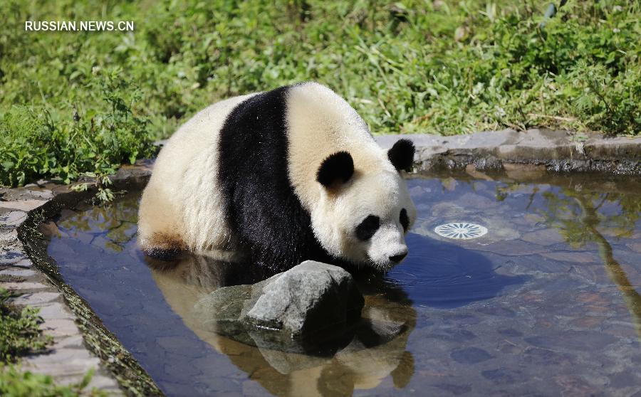 Старшая из единственных в мире панд-тройняшек успешно спарилась